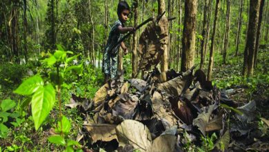 Photo of Importance of forests