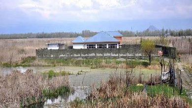 Photo of Three held for allegedly poaching migratory birds in Narkara wetland