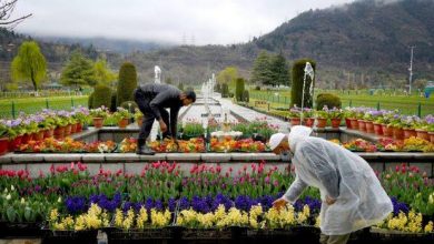 Photo of Jammu’s biggest tulip garden by next year