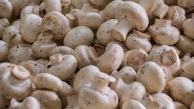 Photo of Mushroom emerging as new cash crop: Govt