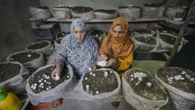 Photo of Mushroom cultivation empowering women