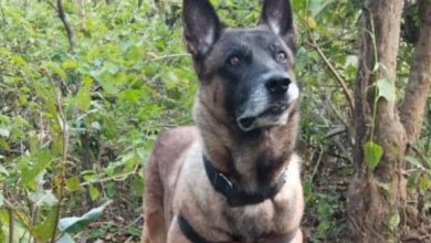 Photo of Call of duty: CRPF dog saves lives after sniffing out IED in Jharkhand