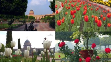 Photo of Amrit Udyan at Rashtrapati Bhavan opens for general public