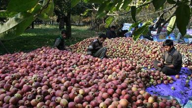 Photo of J&K gears up for fruit revolution with high density plantation project