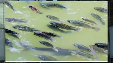 Photo of Project worth Rs 176 cr cleared to boost fish production across J&K