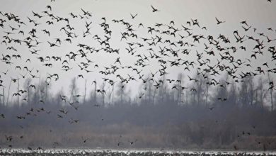 Photo of Department of Wildlife Protection, Wetlands Division Kashmir conducting census of migratory and resident Birds in Valley wetlands