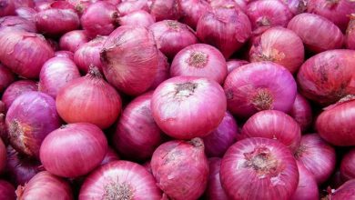 Photo of USD 523.8 million worth of onions exported from April to December 2022