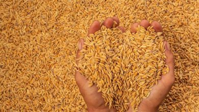 Photo of Agri deptt procures 3.36 L quintal paddy from framers