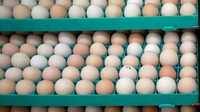 Photo of Shipment of 2 million eggs imported from India by Sri Lanka State Trading Corporation to reach island nation during weekend