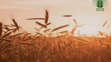 Photo of Indian Council of Agricultural Research develops wheat variety to beat the heat