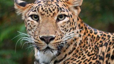 Photo of In a first, wildlife dept launches search operation to trap leopard in Srinagar