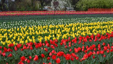 Photo of Asia’s largest Tulip Garden opens for public at Srinagar in J&K