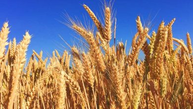 Photo of Wheat crop normal in all major states