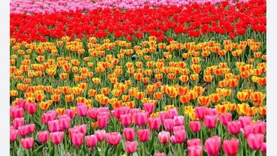 Photo of Tourism Department hosting 2-DayTulip Festival- 2023 at Sanasar from April 26