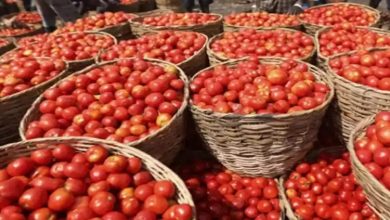 Photo of Govt directs procurement of tomatoes from Andhra Pradesh, Karnataka and Maharashtra to check rising retail prices
