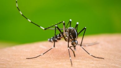 Photo of Dengue outbreak in Bangladesh signals alarming trend this year