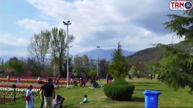 Photo of #TRN “Exploring the Enchanting Tulip Garden of Srinagar: A Visual Journey” with #SumanBhat.