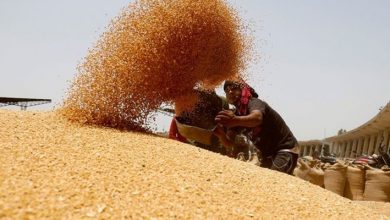 Photo of Over 262 Lakh MT Of Wheat Procured So Far In 2024