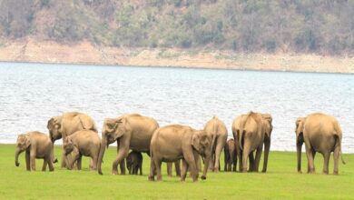 Photo of PM Narendra Modi on World Elephant Day appreciated community efforts to protect Elephant