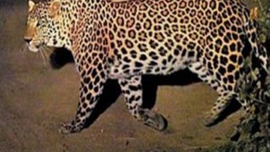 Photo of First-Ever Leopard Census in Odisha Finds 696 Leopards