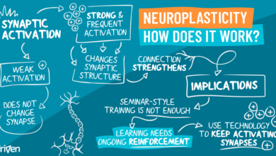 Photo of the brain and it’s ever-changing nature
