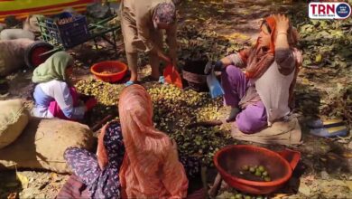 Photo of TRN Season of walnuts detailed process from tree to marketing