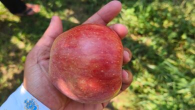 Photo of TRN Bounty of seasonal apples in Anantnag Dooru, Kashmir
