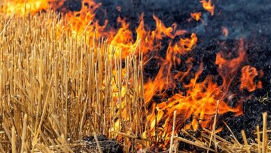 Photo of Haryana Implements ‘Rajya Vishisht Yojana’ To Curb Stubble Burning