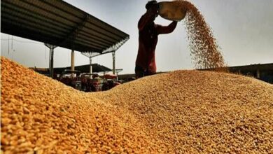 Photo of Centre Revises Wheat Stock Limits to Curb Hoarding