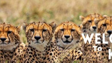Photo of Five more cheetahs to roam in wilderness of KNP today