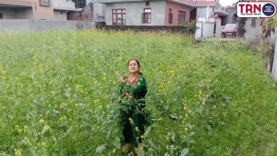 Photo of TRN The new crop of sarson (Teela gogul) and it’s use in various day to day life #sumanbhat