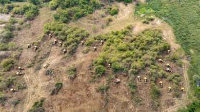 Photo of Union Minister condemns bulldozing of biodiversity near Hyderabad University
