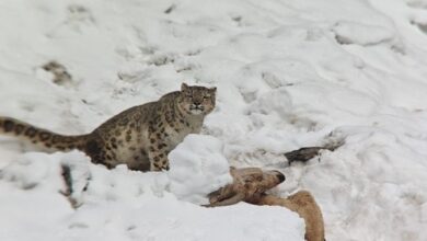 Photo of Snow Leopard with Ibex kill sighted for 1st time in Kargil’s Suru Valley