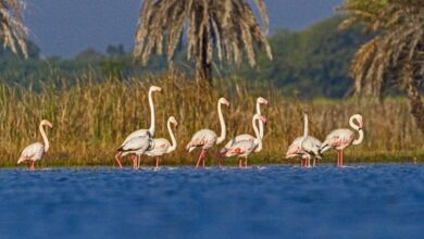 Photo of Two more wetlands from India added to Ramsar list