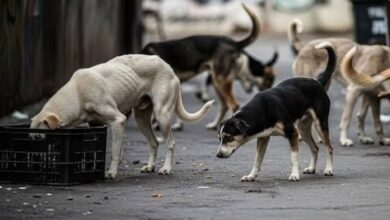 Photo of Three-judge SC Bench to take up stray dog issue from Delhi NCR region today