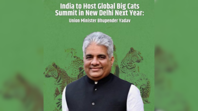 Photo of India to Host Global Big Cats Summit in New Delhi Next Year, Announces Bhupender Yadav