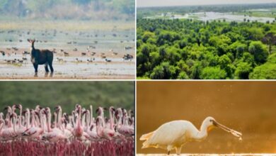 Photo of Environment Minister Bhupender Yadav announces addition of two new wetlands to India’s Ramsar network