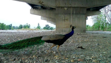 Photo of Delhi-Dehradun Expressway a landmark in wildlife conservation: Union Minister Harsh Malhotra