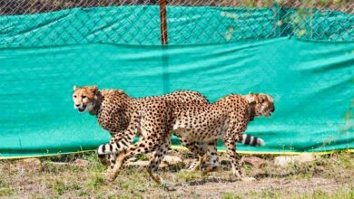 Photo of Madhya Pradesh Chief Minister Dr Mohan Yadav to release two cheetahs in Kuno today