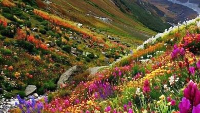 Photo of Uttarakhand’s Valley Of Flowers Opens To Tourists