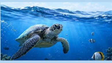 Photo of MoS Kirti Vardhan Singh Urges Citizens To Protect Oceans And Marine Life