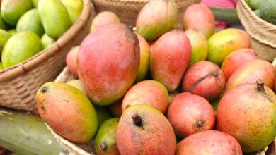 Photo of APEDA Facilitates First Commercial Export Of GI-Tagged Rewa Sundarja Mangoes To UAE
