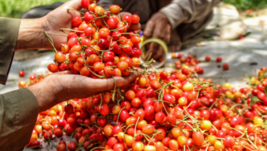 Photo of J&K Exports First-Ever Shipment Of Premium Cherries & Plums To UAE