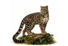 Photo of On International Clouded Leopard Day, India Strengthens Conservation Through Dedicated Conservation Action Plan For The Wild Cat