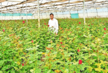 Photo of Madhya Pradesh’s Rupakheda Village Becomes New Model Of Modern Farming