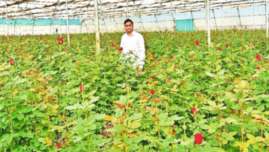 Photo of Madhya Pradesh’s Rupakheda Village Becomes New Model Of Modern Farming