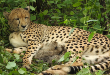 Photo of Indian-Born Cheetah Gives Birth To Four Cubs At Kuno National Park