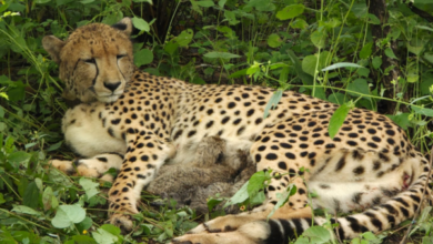Photo of Indian-Born Cheetah Gives Birth To Four Cubs At Kuno National Park
