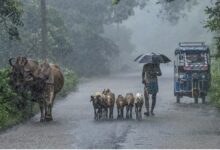 Photo of Yellow Warning Issued In Parts Of North Bengal As Heavy Rain Forecast