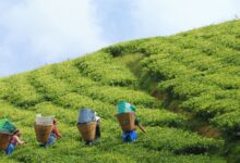 Photo of Sikkim’s Natural Farming Journey Reflects PM Modi’s Vision Of Viksit Bharat